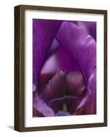 Iris Abstract-Anna Miller-Framed Photographic Print