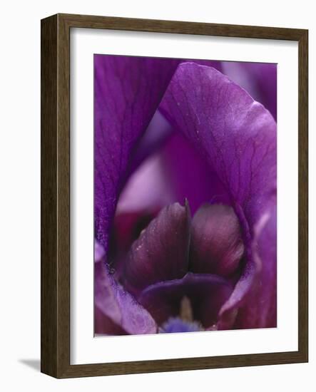 Iris Abstract-Anna Miller-Framed Photographic Print