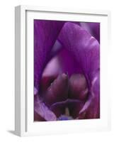 Iris Abstract-Anna Miller-Framed Photographic Print