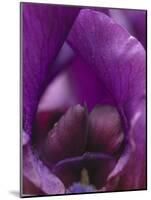 Iris Abstract-Anna Miller-Mounted Photographic Print