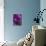 Iris Abstract-Anna Miller-Mounted Photographic Print displayed on a wall