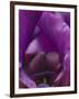 Iris Abstract-Anna Miller-Framed Photographic Print