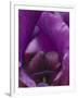 Iris Abstract-Anna Miller-Framed Photographic Print