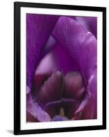 Iris Abstract-Anna Miller-Framed Photographic Print