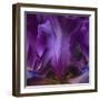 Iris Abstract-Anna Miller-Framed Photographic Print