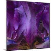 Iris Abstract-Anna Miller-Mounted Photographic Print