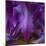 Iris Abstract-Anna Miller-Mounted Photographic Print