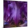 Iris Abstract-Anna Miller-Mounted Photographic Print