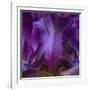 Iris Abstract-Anna Miller-Framed Photographic Print