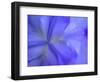 Iris Abstract-Anna Miller-Framed Photographic Print