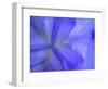 Iris Abstract-Anna Miller-Framed Photographic Print