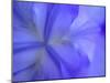Iris Abstract-Anna Miller-Mounted Photographic Print