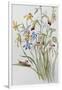 Iris and Blue Speedwell-Caroline Louisa Meredith-Framed Giclee Print