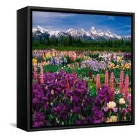 Iris and Lupin Garden, Teton Range-Adam Jones-Framed Stretched Canvas