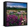 Iris and Lupin Garden, Teton Range-Adam Jones-Framed Stretched Canvas