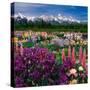 Iris and Lupin Garden, Teton Range-Adam Jones-Stretched Canvas
