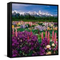 Iris and Lupin Garden, Teton Range-Adam Jones-Framed Stretched Canvas