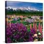 Iris and Lupin Garden, Teton Range-Adam Jones-Stretched Canvas