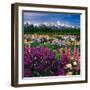 Iris and Lupin Garden, Teton Range-Adam Jones-Framed Premium Photographic Print