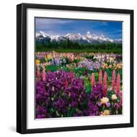 Iris and Lupin Garden, Teton Range-Adam Jones-Framed Premium Photographic Print