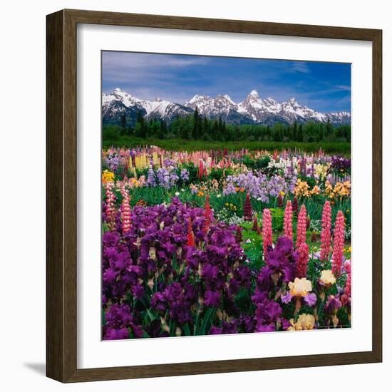 Iris and Lupin Garden, Teton Range-Adam Jones-Framed Photographic Print