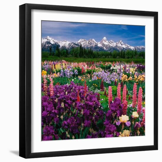 Iris and Lupin Garden, Teton Range-Adam Jones-Framed Photographic Print