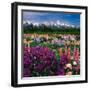 Iris and Lupin Garden, Teton Range-Adam Jones-Framed Photographic Print