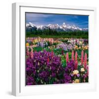 Iris and Lupin Garden, Teton Range-Adam Jones-Framed Photographic Print