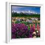 Iris and Lupin Garden, Teton Range-Adam Jones-Framed Photographic Print