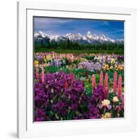 Iris and Lupin Garden, Teton Range-Adam Jones-Framed Photographic Print