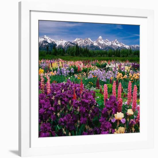 Iris and Lupin Garden, Teton Range-Adam Jones-Framed Photographic Print