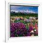 Iris and Lupin Garden, Teton Range-Adam Jones-Framed Photographic Print