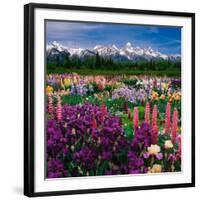 Iris and Lupin Garden, Teton Range-Adam Jones-Framed Photographic Print