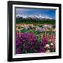 Iris and Lupin Garden, Teton Range-Adam Jones-Framed Photographic Print