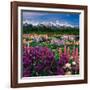 Iris and Lupin Garden, Teton Range-Adam Jones-Framed Photographic Print