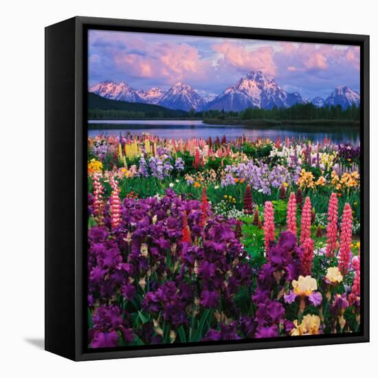 Iris and Lupine Garden and Teton Range at Oxbow Bend, Wyoming, USA-Adam Jones-Framed Stretched Canvas