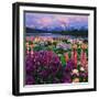 Iris and Lupine Garden and Teton Range at Oxbow Bend, Wyoming, USA-Adam Jones-Framed Premium Photographic Print