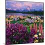 Iris and Lupine Garden and Teton Range at Oxbow Bend, Wyoming, USA-Adam Jones-Mounted Photographic Print