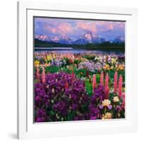 Iris and Lupine Garden and Teton Range at Oxbow Bend, Wyoming, USA-Adam Jones-Framed Photographic Print