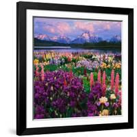 Iris and Lupine Garden and Teton Range at Oxbow Bend, Wyoming, USA-Adam Jones-Framed Photographic Print