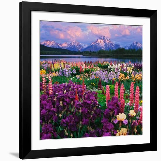 Iris and Lupine Garden and Teton Range at Oxbow Bend, Wyoming, USA-Adam Jones-Framed Photographic Print