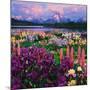 Iris and Lupine Garden and Teton Range at Oxbow Bend, Wyoming, USA-Adam Jones-Mounted Photographic Print