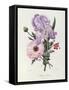 Iris, Anemone and Geranium-Pierre-Joseph Redouté-Framed Stretched Canvas