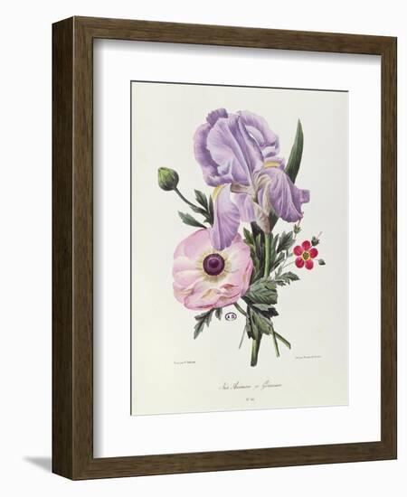 Iris, Anemone and Geranium-Pierre-Joseph Redouté-Framed Giclee Print