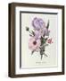 Iris, Anemone and Geranium-Pierre-Joseph Redouté-Framed Giclee Print