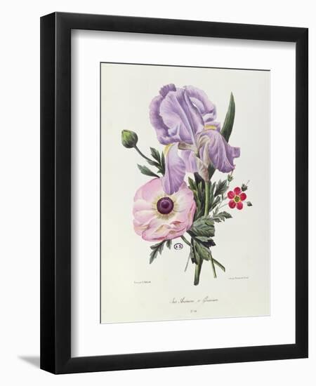 Iris, Anemone and Geranium-Pierre-Joseph Redouté-Framed Giclee Print