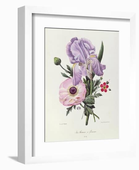 Iris, Anemone and Geranium-Pierre-Joseph Redouté-Framed Giclee Print