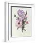 Iris, Anemone and Geranium-Pierre-Joseph Redouté-Framed Giclee Print