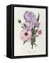 Iris, Anemone and Geranium-Pierre-Joseph Redouté-Framed Stretched Canvas