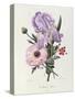 Iris, Anemone and Geranium-Pierre-Joseph Redouté-Stretched Canvas